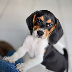 Beagle