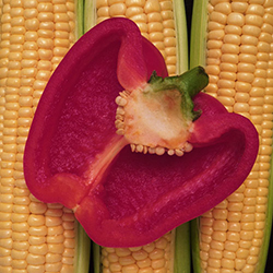 Pepper Cob