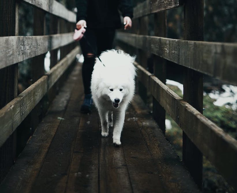 American Eskimo