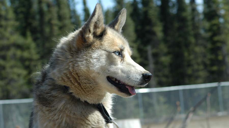 Seppala Siberian Sled dog